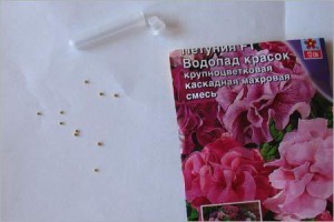 Petunia granulátum, milyen a növény magok, hogy hány napig kell csírázni, miért nem csíráznak (mag) Petunia granulátum, milyen a növény magok, hogy hány napig kell csírázni, miért nem csíráznak