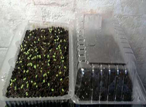 Petunia granulátum, milyen a növény magok, hogy hány napig kell csírázni, miért nem csíráznak (mag) Petunia granulátum, milyen a növény magok, hogy hány napig kell csírázni, miért nem csíráznak