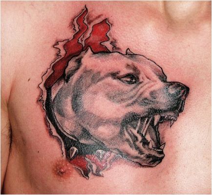 Pitbull tatuaj pe portal