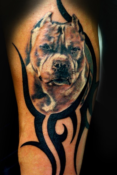 Pitbull tatuaj pe portal