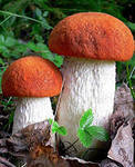 Чому гриби раніше відносили до нижчих рослин