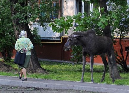 Чому лосі все частіше гуляють по Москві - заповідна росія