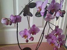 Чому не цвіте орхідея, про проблеми цвітіння - кімнатні рослини і квіти