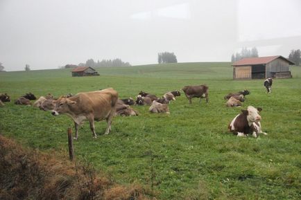 O excursie de la München la Schwangau