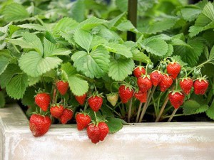 Proprietăți utile ale rețetelor și sfaturi pentru căpșuni
