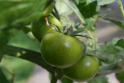 Чи корисні зелені помідори, supersadovod - про сад і город просто і цікаво