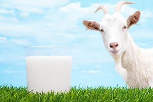 Користь і шкода коров'ячого молока
