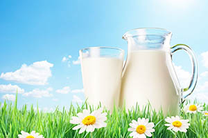 Beneficii și dăunători ale laptelui de vacă