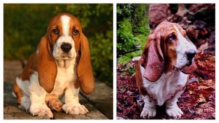 Basset Hound aspectul rasei, întreținerea și îngrijirea