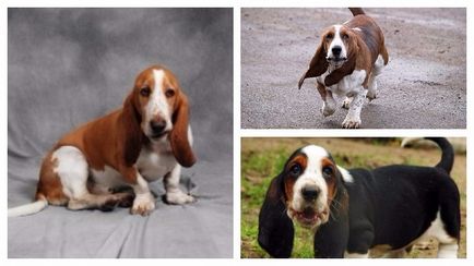 Basset Hound aspectul rasei, întreținerea și îngrijirea