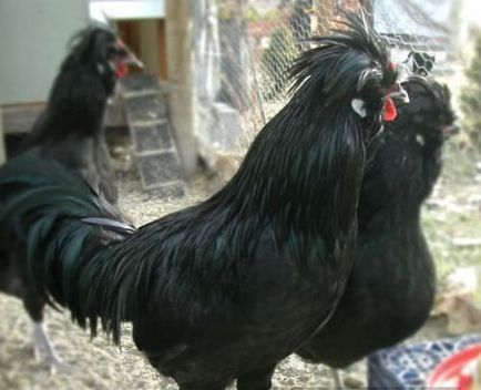 Rasa de pui de cracare - o descriere a găinilor ouătoare și cocoșilor, conținut, fotografie