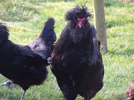Breed csirkék Crevecoeur - leírása tyúkok és kakasok, tartalom, fotók