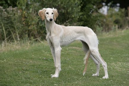 Rasă de câini - Saluki (câine de gazelă)