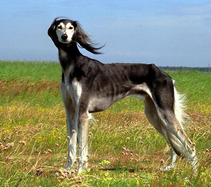 Rasă de câini - Saluki (câine de gazelă)