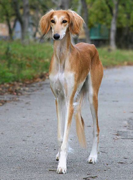 Rasă de câini - Saluki (câine de gazelă)