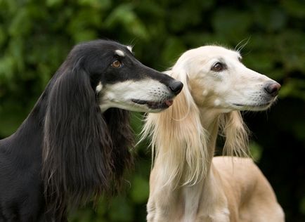 Rasă de câini - Saluki (câine de gazelă)