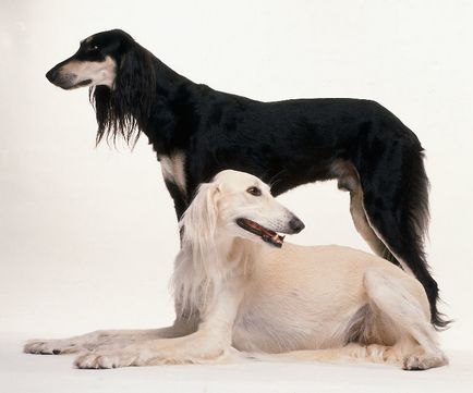 Rasă de câini - Saluki (câine de gazelă)