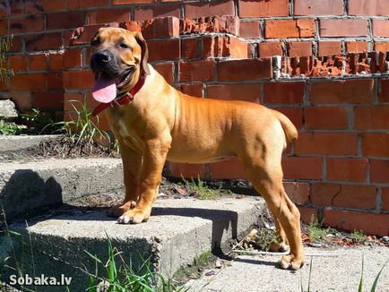 Rase de câini, Boerboel din Africa de Sud, origine și istorie a rasei