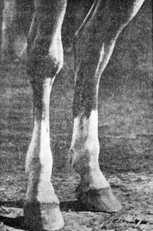 Постановка задніх ніг 1952 - книга про коня