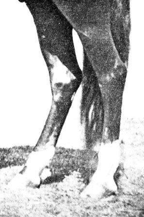 Setarea picioarelor din spate 1952 - cartea despre cal