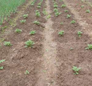Avantajele plantarea cartofilor pe creste, gospodaria mea din mediul rural