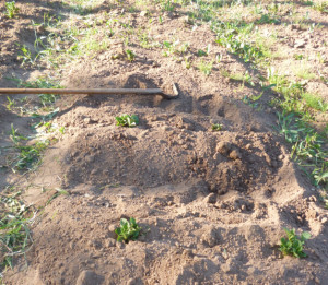 Avantajele plantarea cartofilor pe creste, gospodaria mea din mediul rural