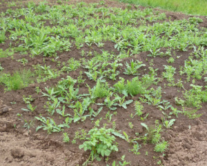 Avantajele plantarea cartofilor pe creste, gospodaria mea din mediul rural