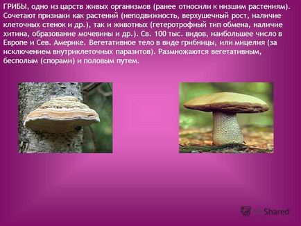 Презентація на тему гриби, одне з царств живих організмів (раніше відносили до нижчих рослин)