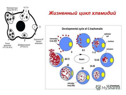 Bemutatása a urogenitális Chlamydia urogenitális Chlamydia - egy fertőző