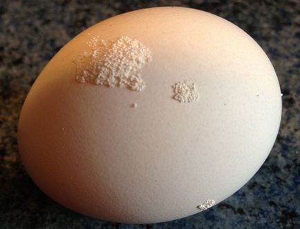 Motivele pentru apariția ouălor neobișnuite în pui, cum se evită problemele, video
