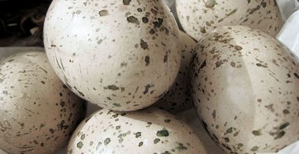 Причини появи у курей незвичайних яєць, як уникнути проблем, відео