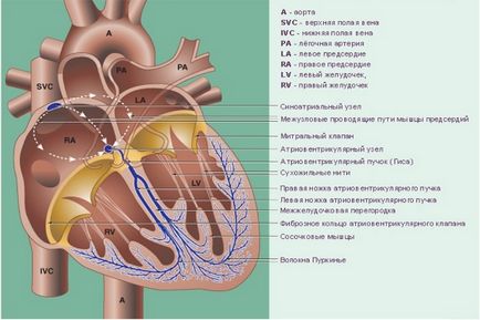Провідна система серця фізіологія і порушення роботи