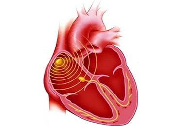 Провідна система серця фізіологія і порушення роботи