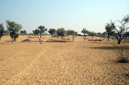 Desert tar galeria, lumea animalelor