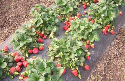 Early kimberley căpșuni cum să crească un dulce trata în grădină