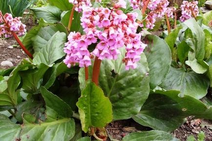 Plant kőtörőfű - ültetés és gondozás, Bergenia nő a kertben, a tulajdonságait Bergenia, kertészeti világ