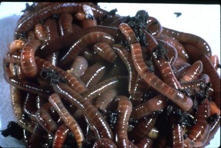 Розведення черв'яків - прямий шлях до підвищення врожайності