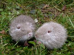 Tenyésztési nutria otthon