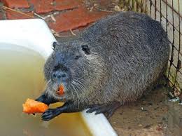 Tenyésztési nutria otthon