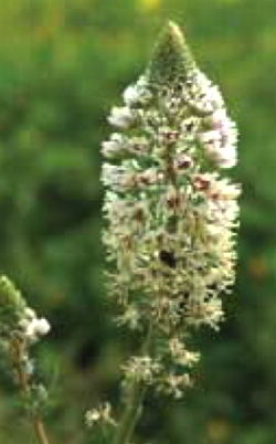 Reseda parfumat, galben, fotografie, secrete de gradina