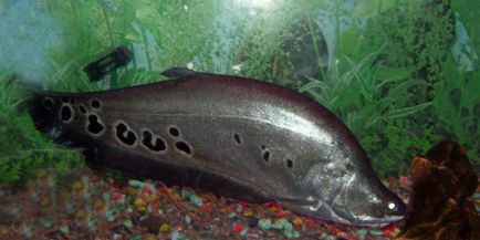 Риба індійський ніж - зміст і розведення в акваріумі