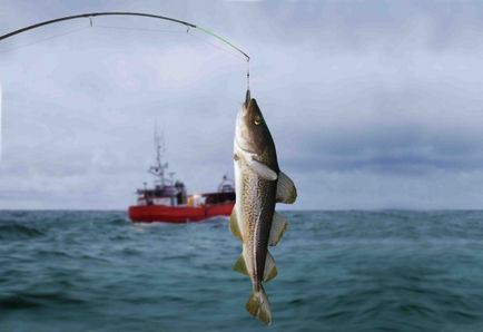 Fish csütörtökön lookbio repedés tőkehal, lookbio magazin azok számára, akik keresik a bio