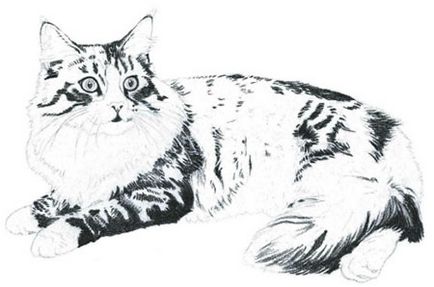 Pentru a atrage ochii de pisici în etape - cum să atragă o pisică care desenează o pisică în etape cu un creion