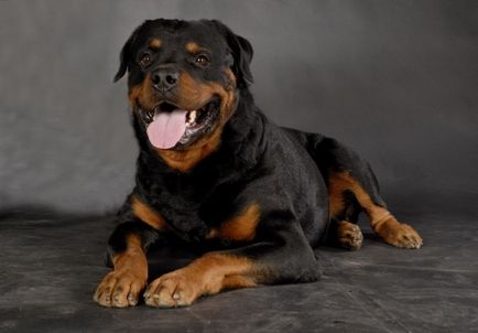 Rottweiler - câine monogam, descrierea rasei cu fotografii