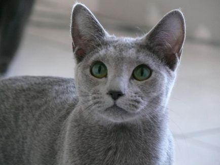 Rus albastru pisica istoria rasei, pisica rusă a sângelui albastru - adevăratul englez