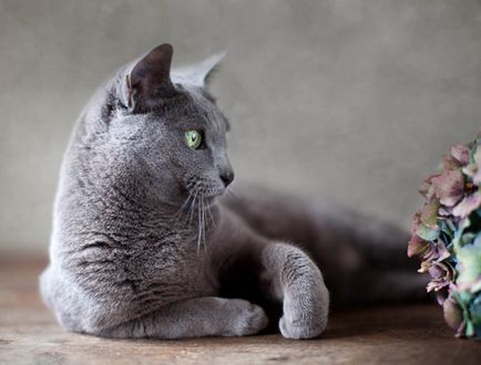 Російська блакитна кішка історія породи, російський кіт блакитної крові - істинний англієць