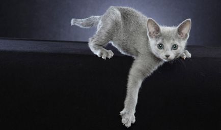 Rus albastru pisica istoria rasei, pisica rusă a sângelui albastru - adevăratul englez