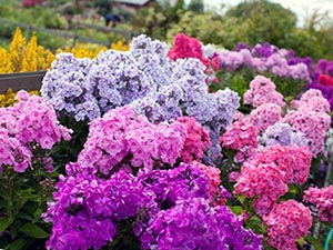 Grădinărit - cultivarea și îngrijirea plantelor și florilor de grădină