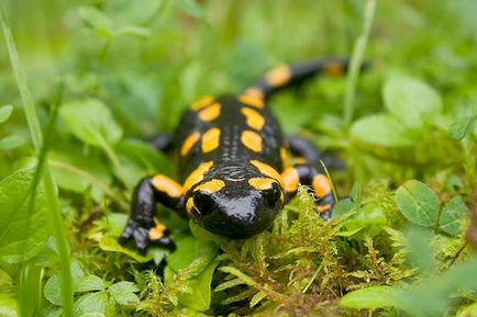 Salamandrul este fiara cea mai periculoasa