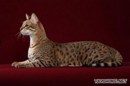 Cea mai scumpă pisică din lume